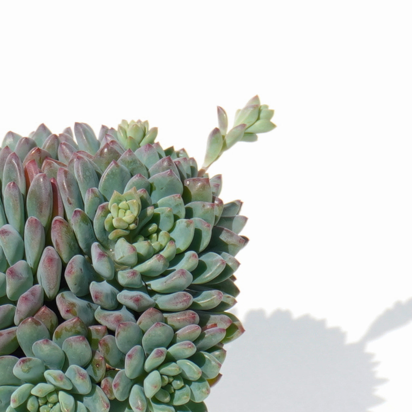 echeveria_blue_apple