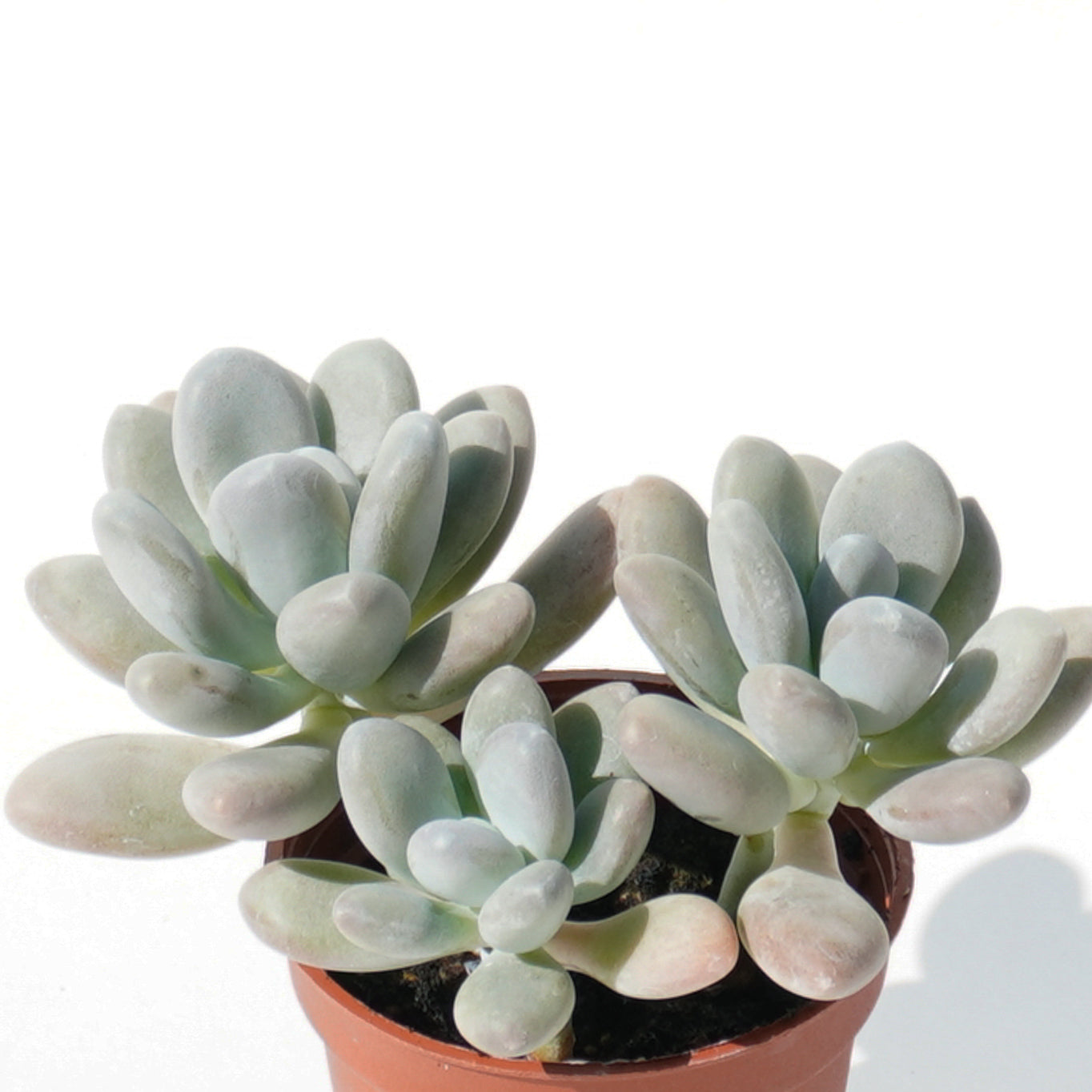 pachyphytum_bracteosum