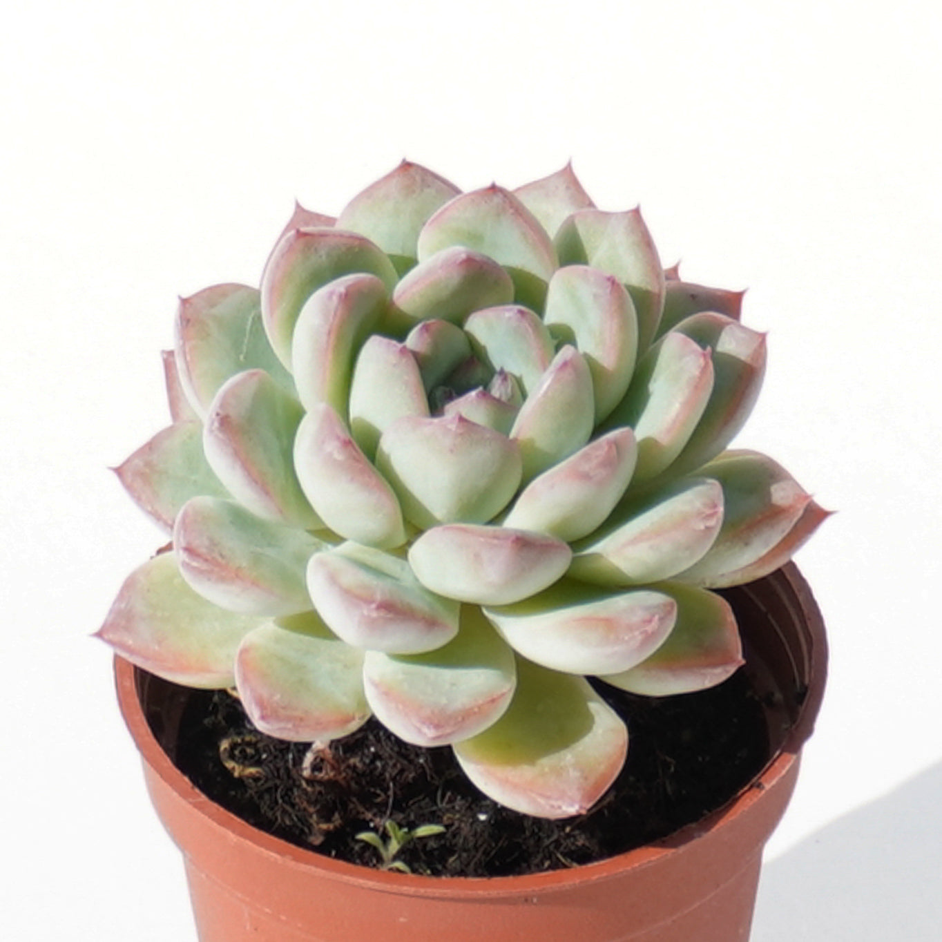 echeveria_hercules