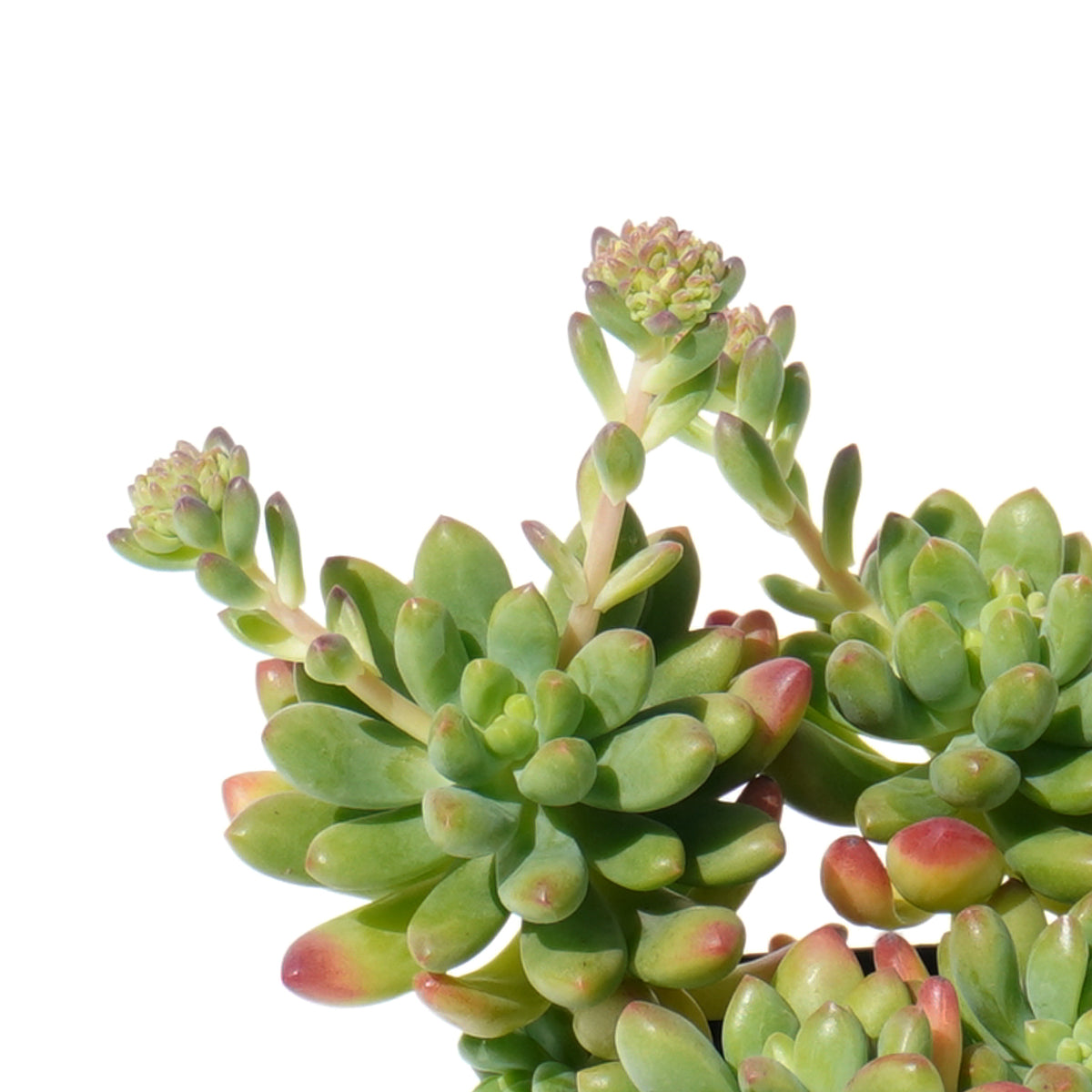 sedum_alice_evans