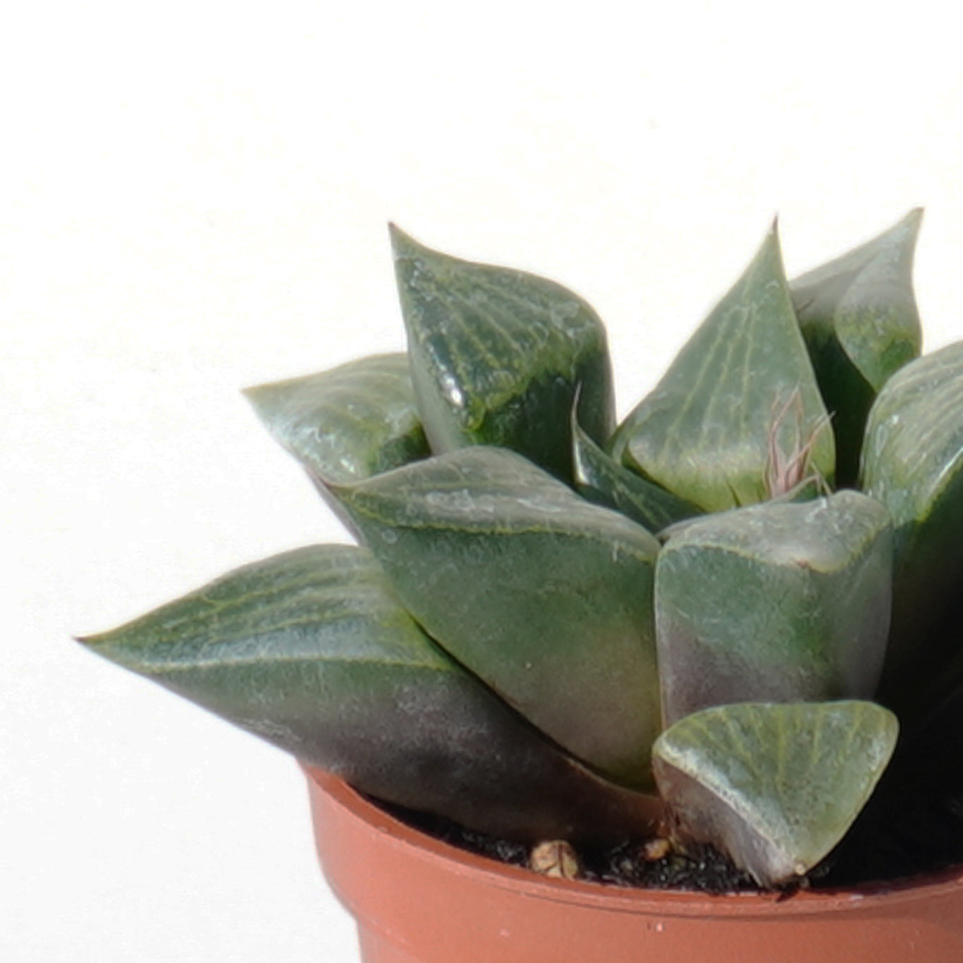 haworthia