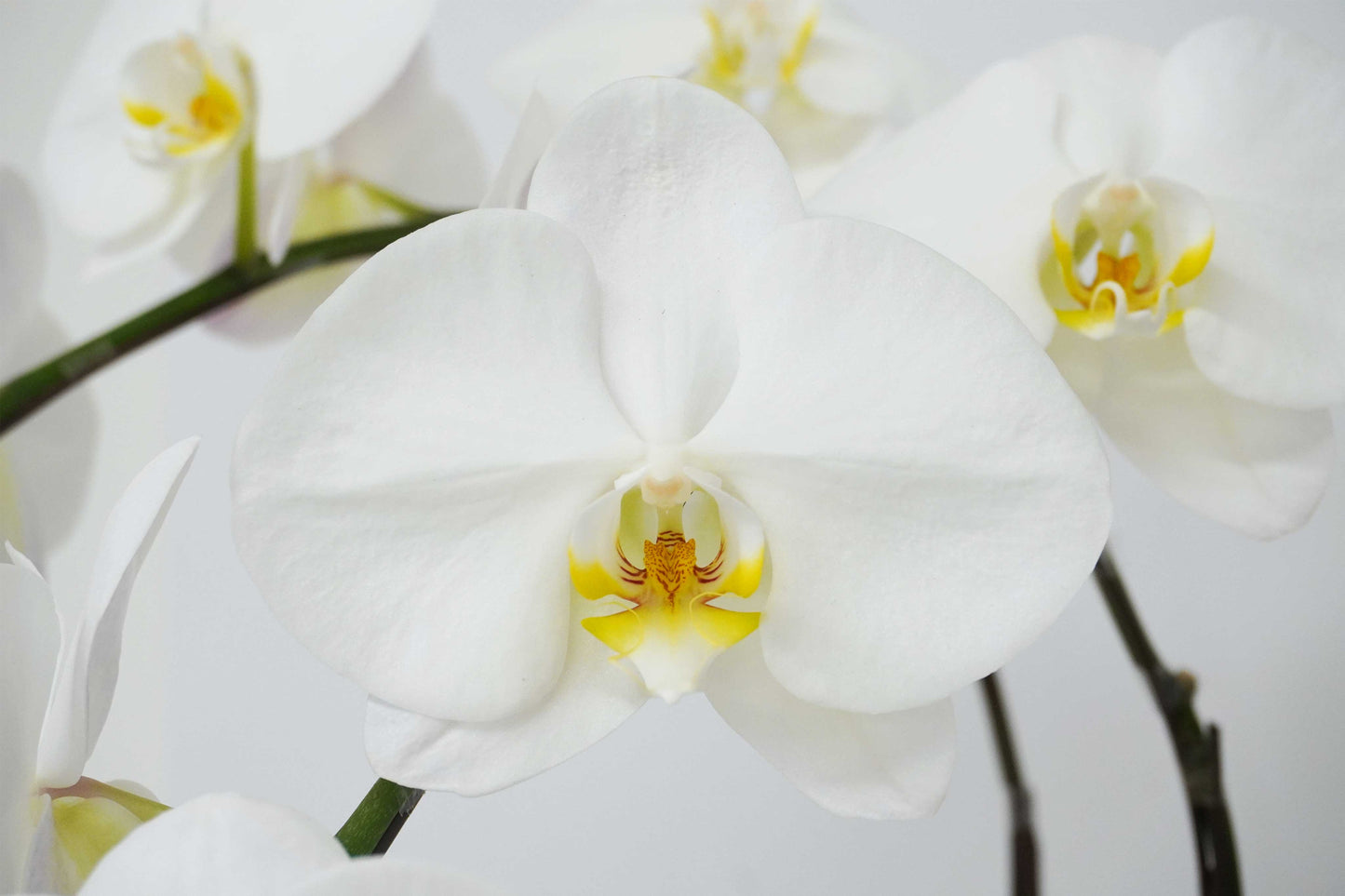 Orchid-6