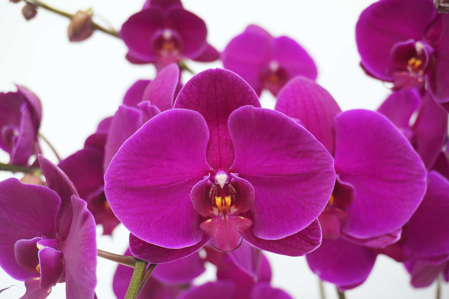 台灣蝴蝶蘭拼盆-3菖