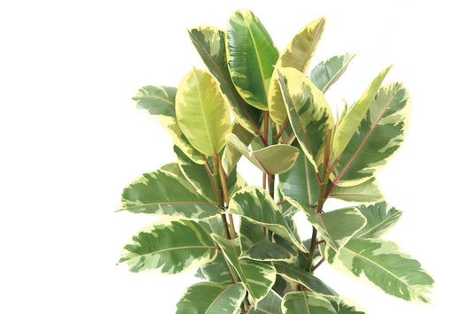 花葉橡樹 Ficus Elastica