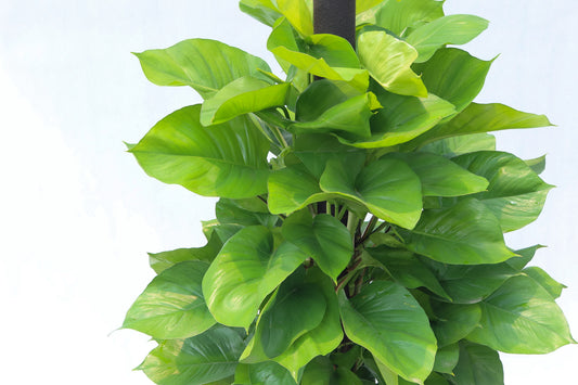 黃金葛 (上柱) Epipremnum Aureum