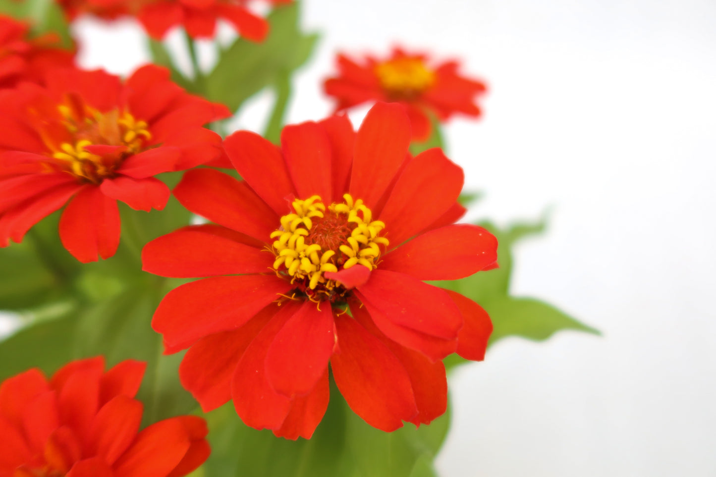 魚尾菊 (大花) Zinnia Elegans