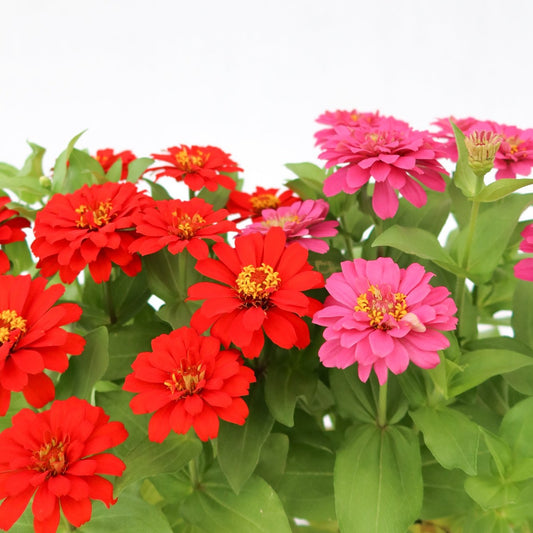 魚尾菊 (大花) Zinnia Elegans