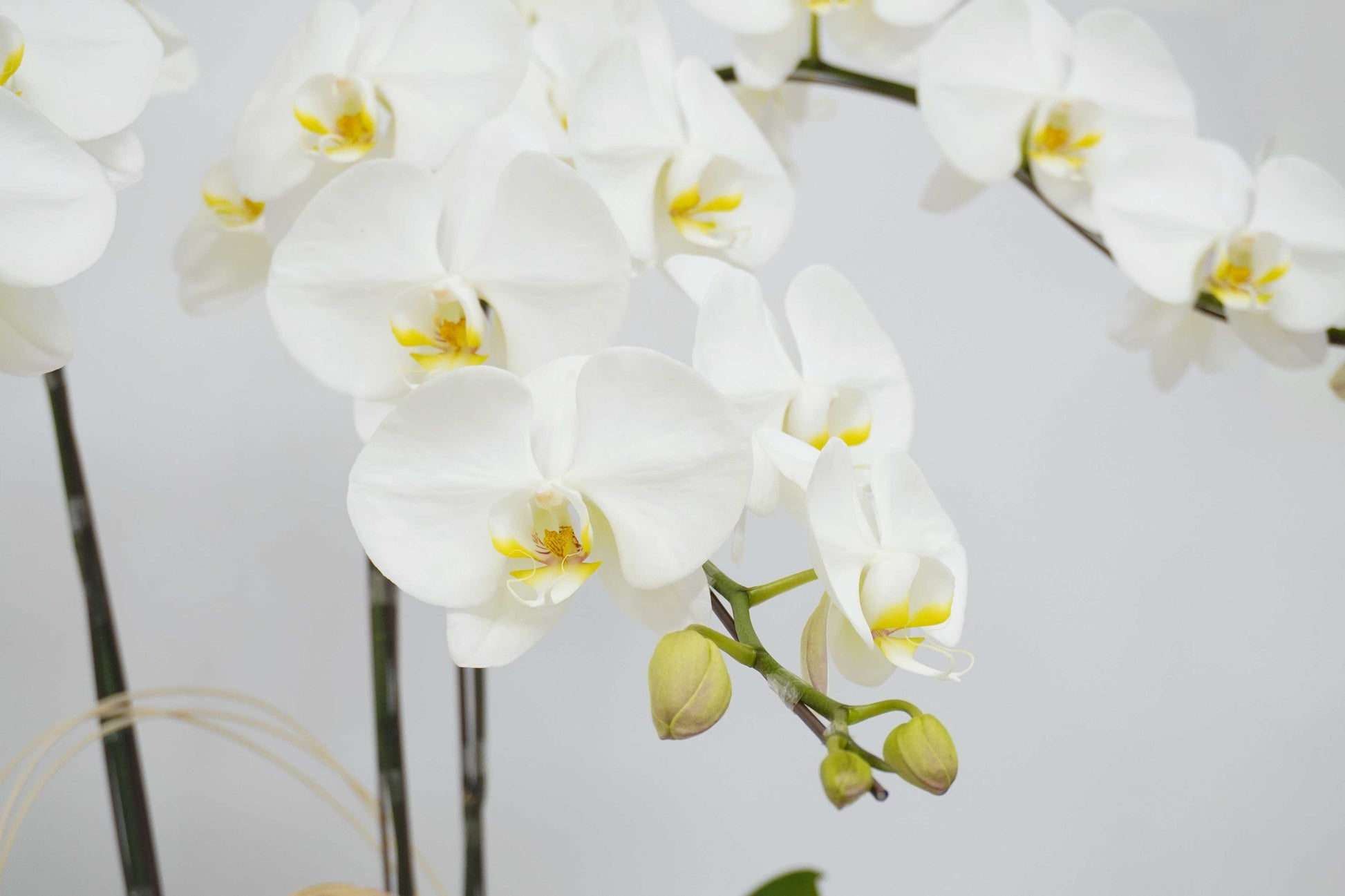 Orchid-3