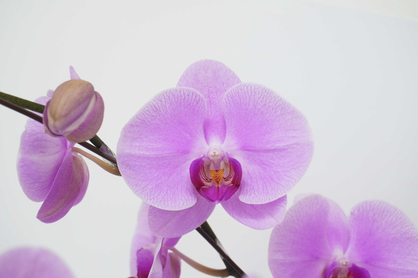 Orchid-6