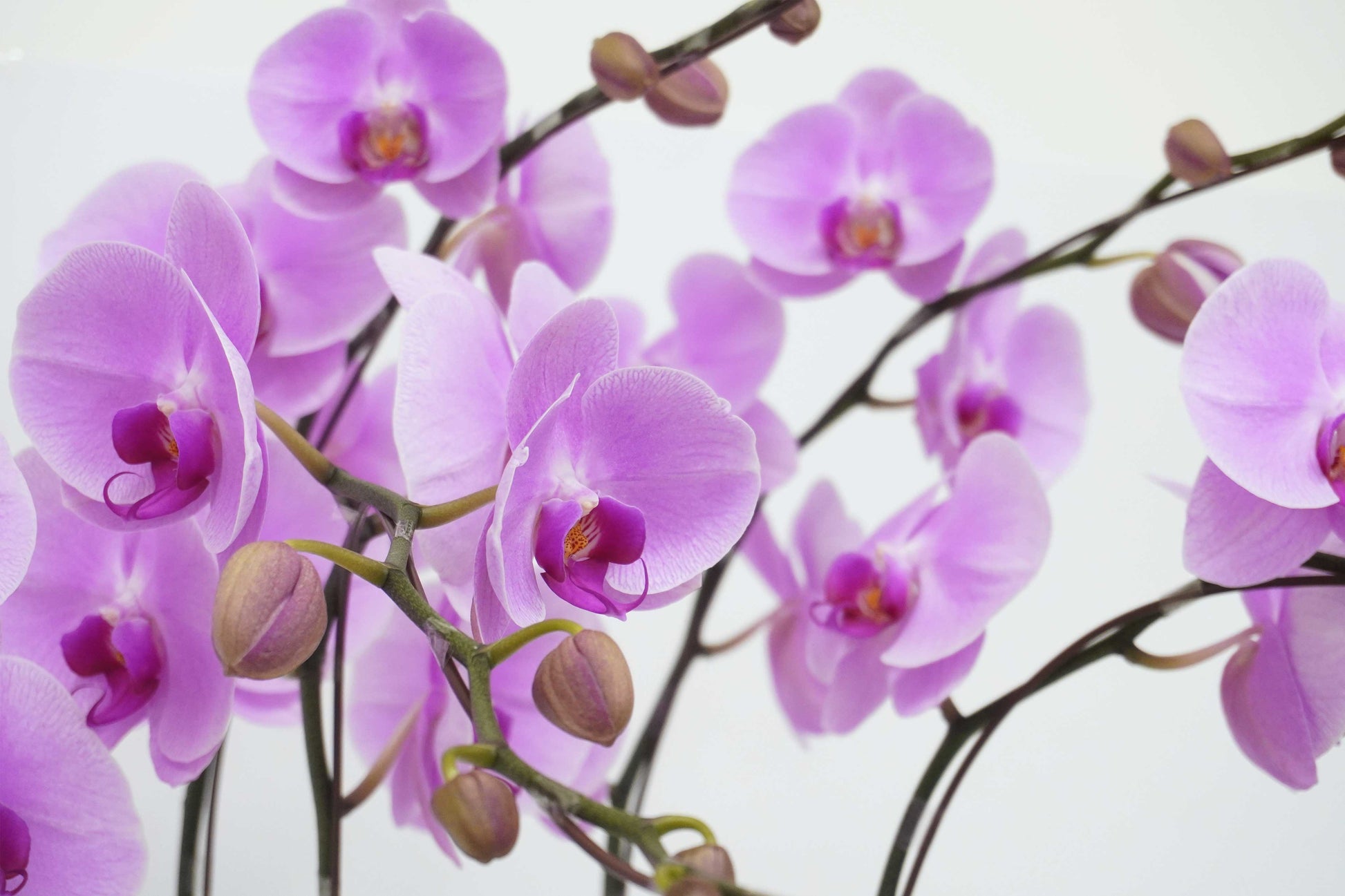 Orchid-6