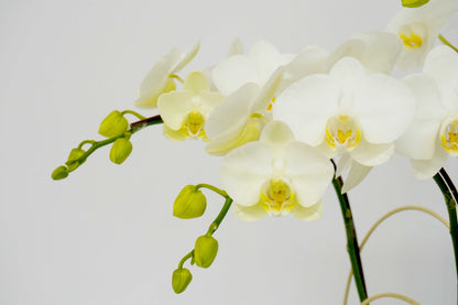 orchid-small flower