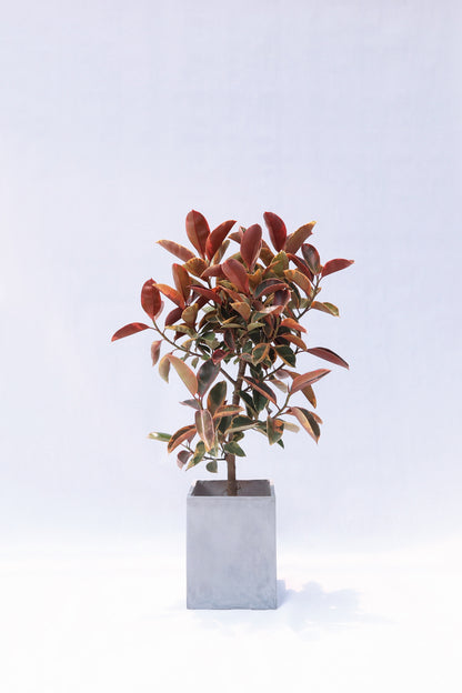 花葉橡樹 Ficus Elastica