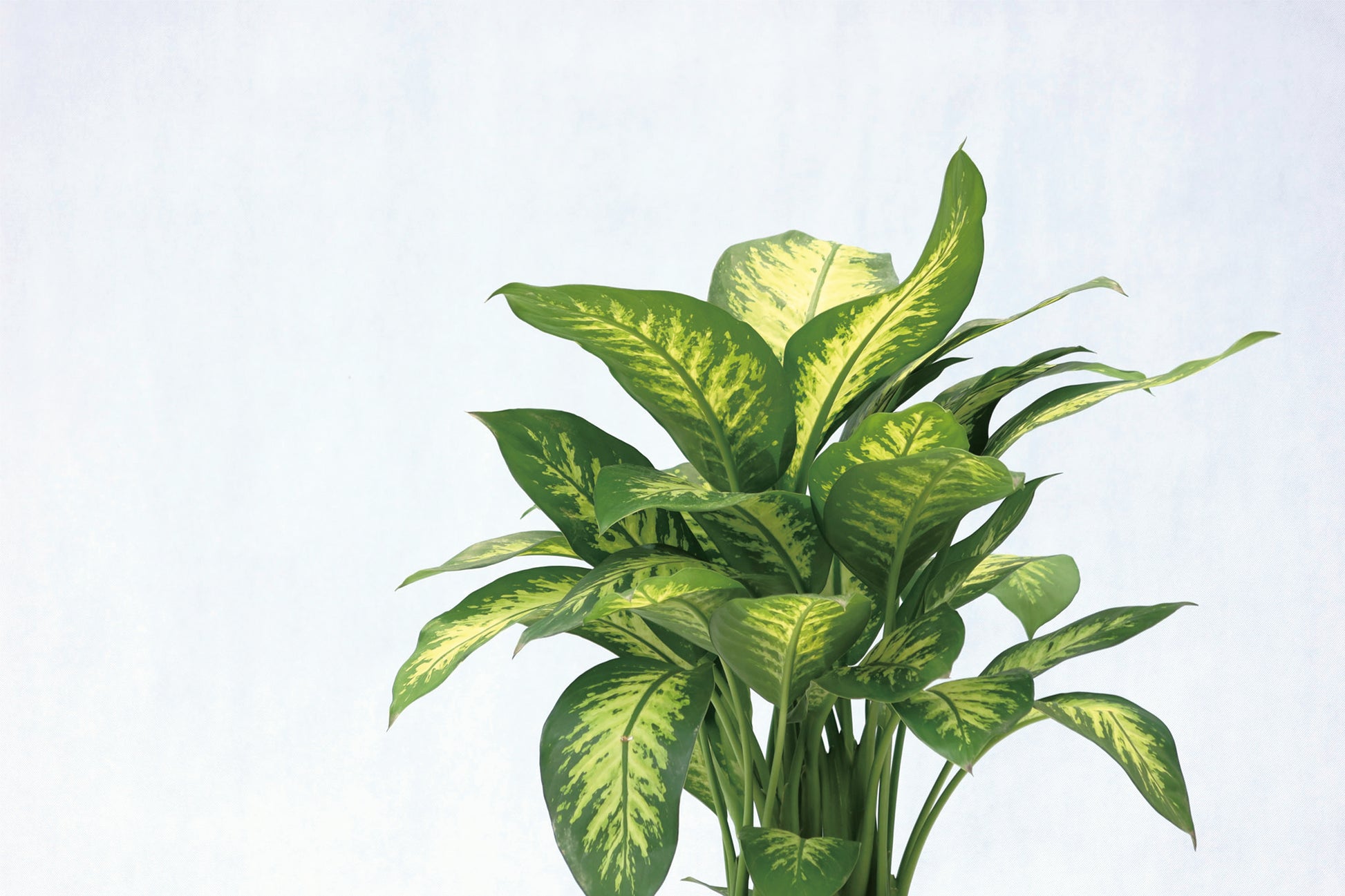 大斑馬 Dieffenbachia Seguine