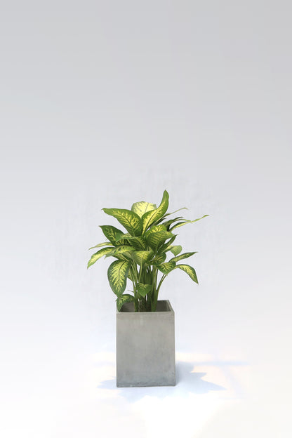 大斑馬 Dieffenbachia Seguine