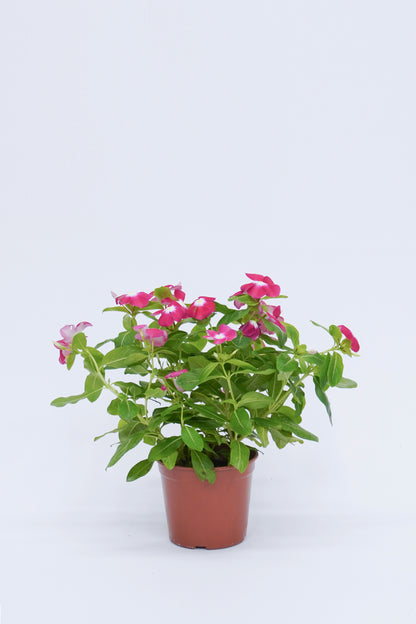 長春花 Catharanthus Roseus
