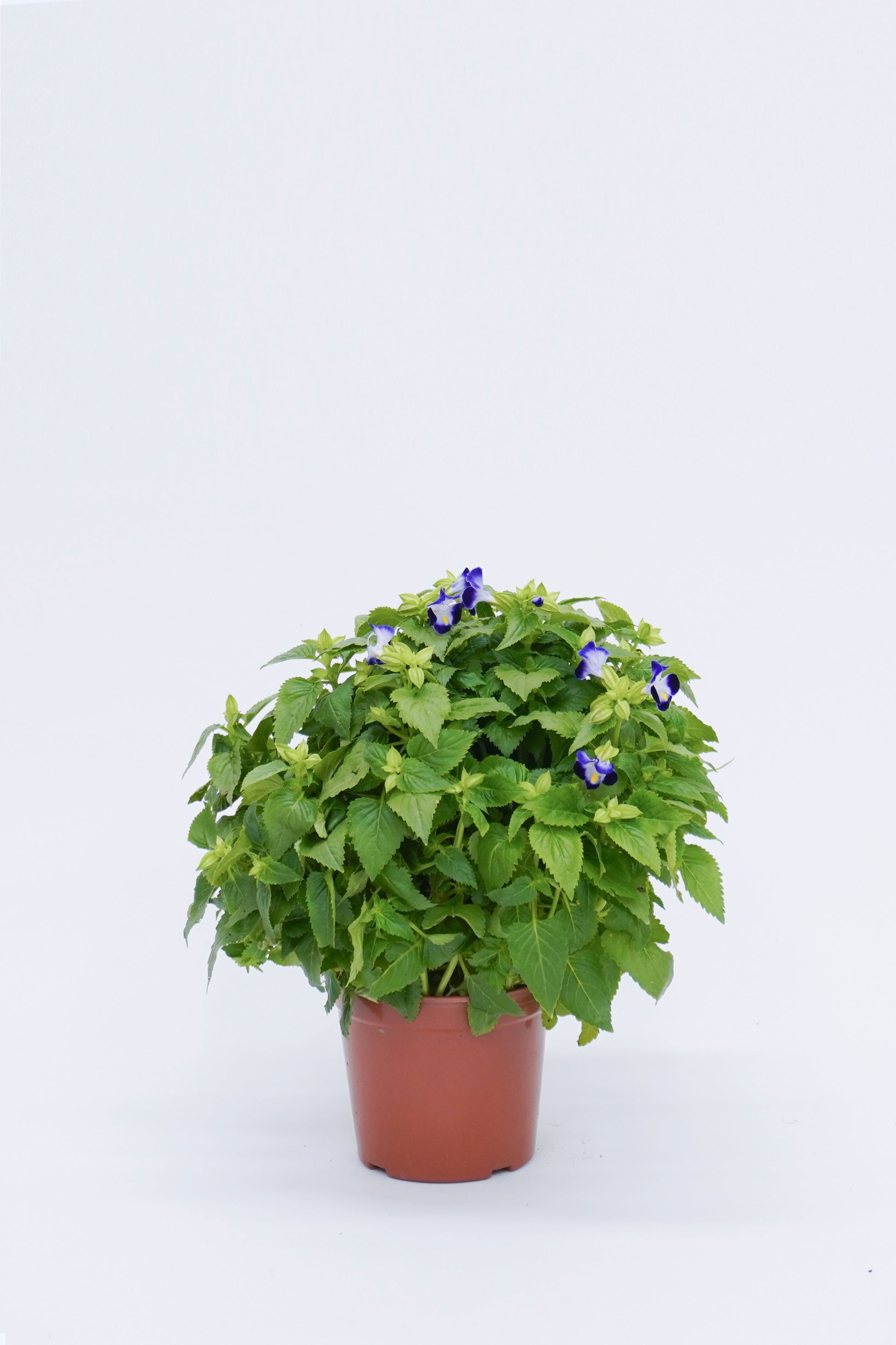 雀仔花 Torenia Fournieri