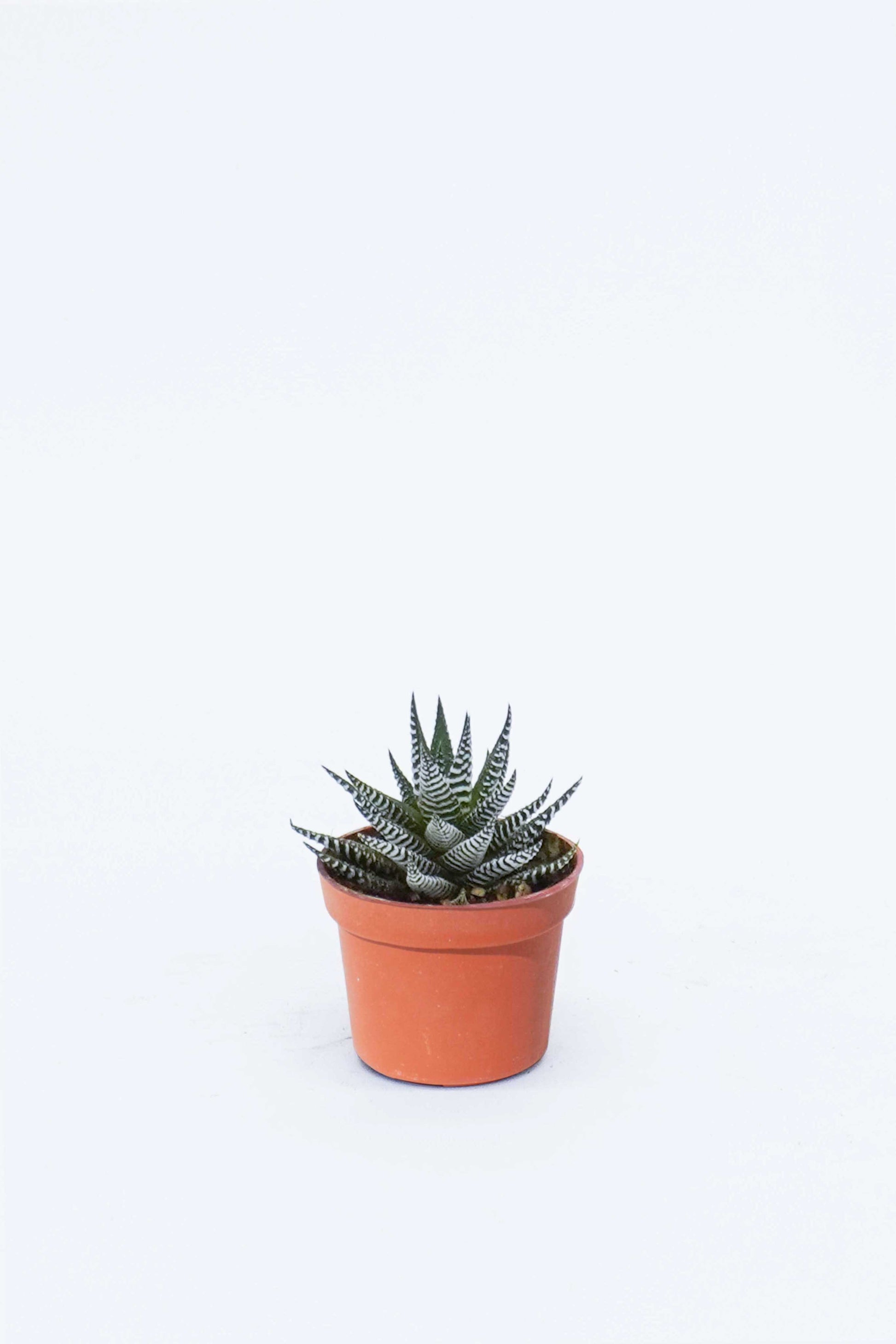 succulent 植物 多肉植物Succulent 十二卷Haworthia – Wah King Garden Arts Co., Ltd