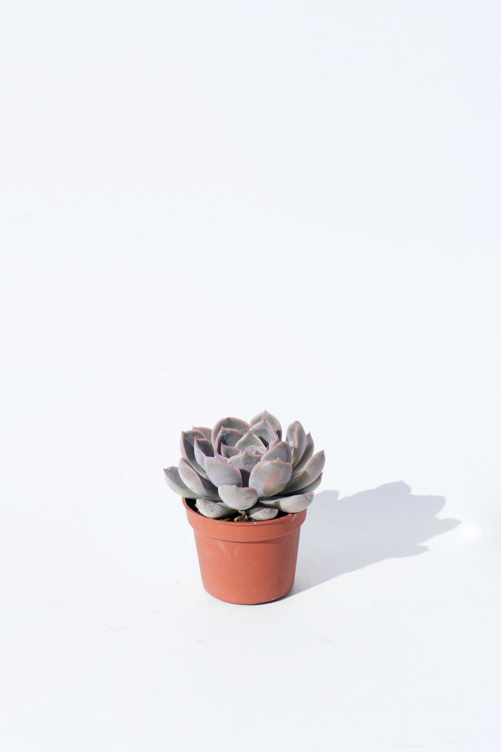 succulent 植物 多肉植物Succulent 菲奧娜– Wah King Garden Arts Co., Ltd