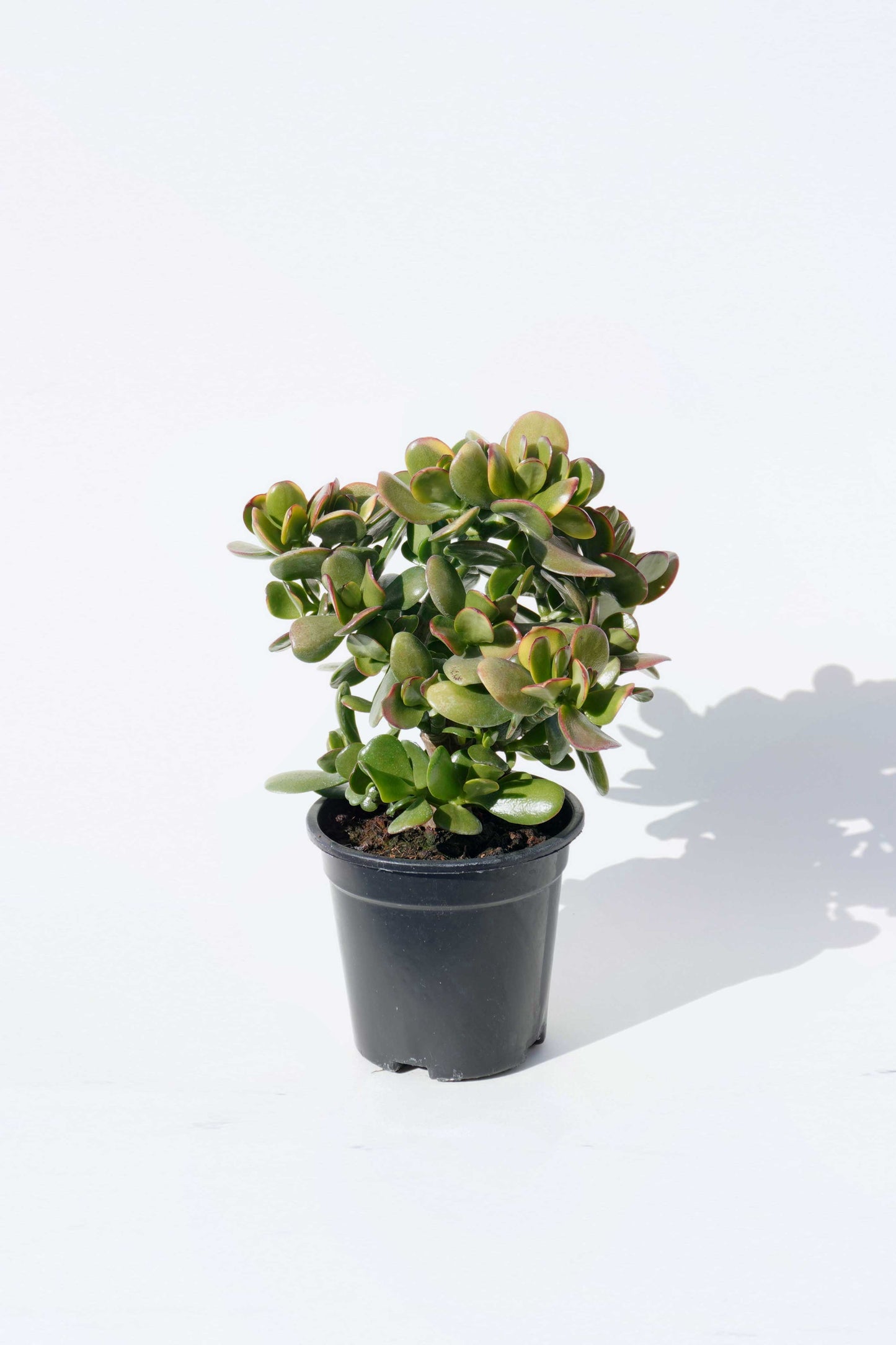 搖錢樹 Crassula Ovata