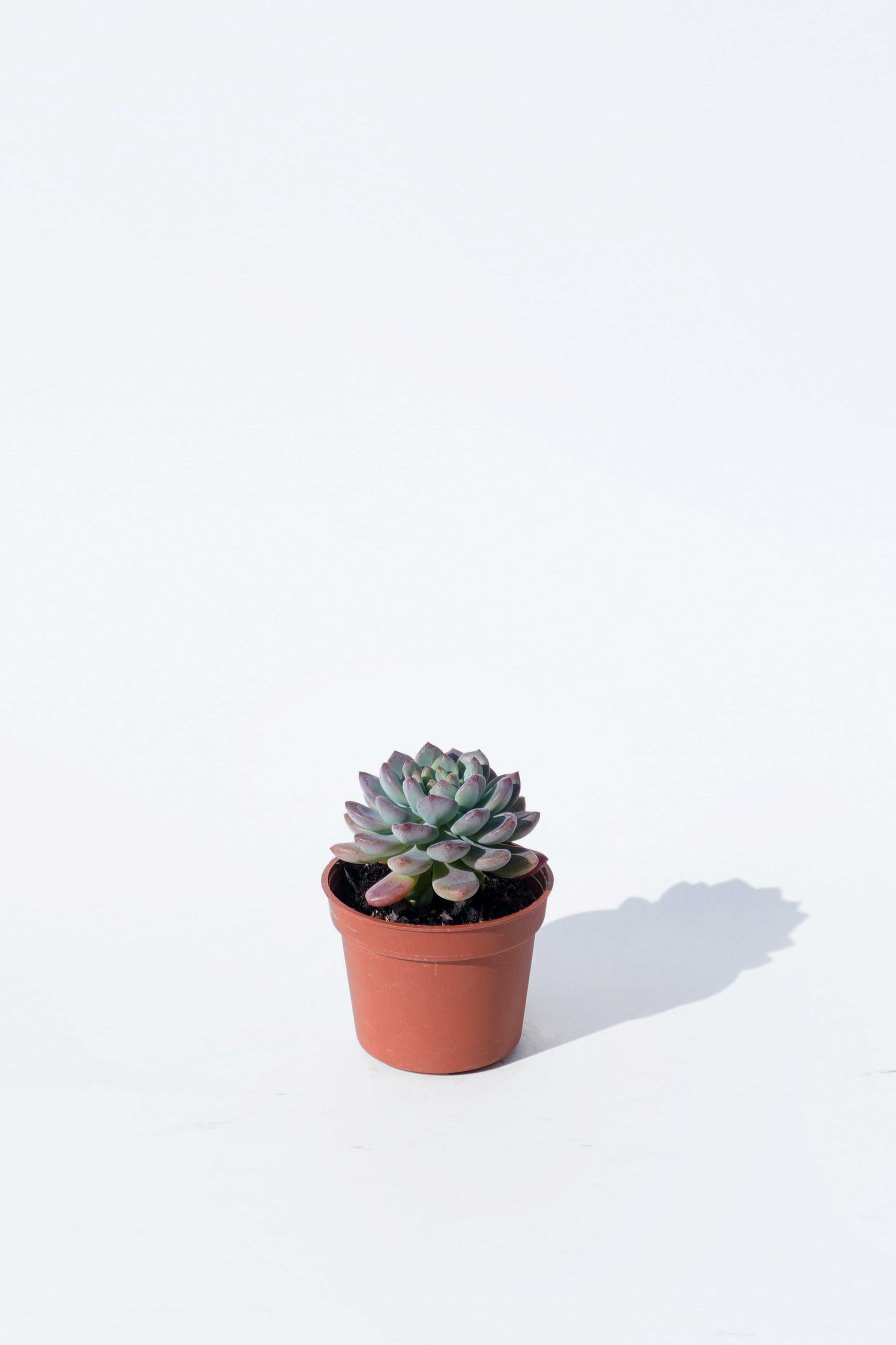 succulent plant 中文 多肉植物Succulent 藍蘋果– Wah King Garden Arts Co., Ltd