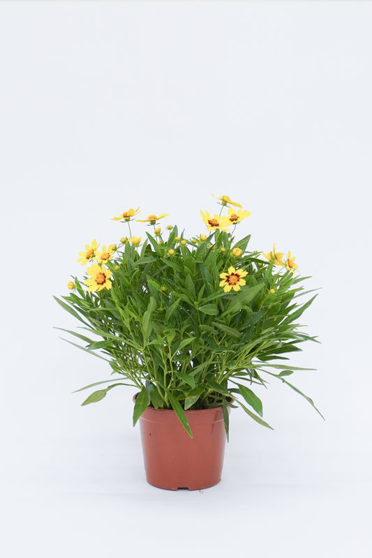 金雞菊 Coreopsis Basalis
