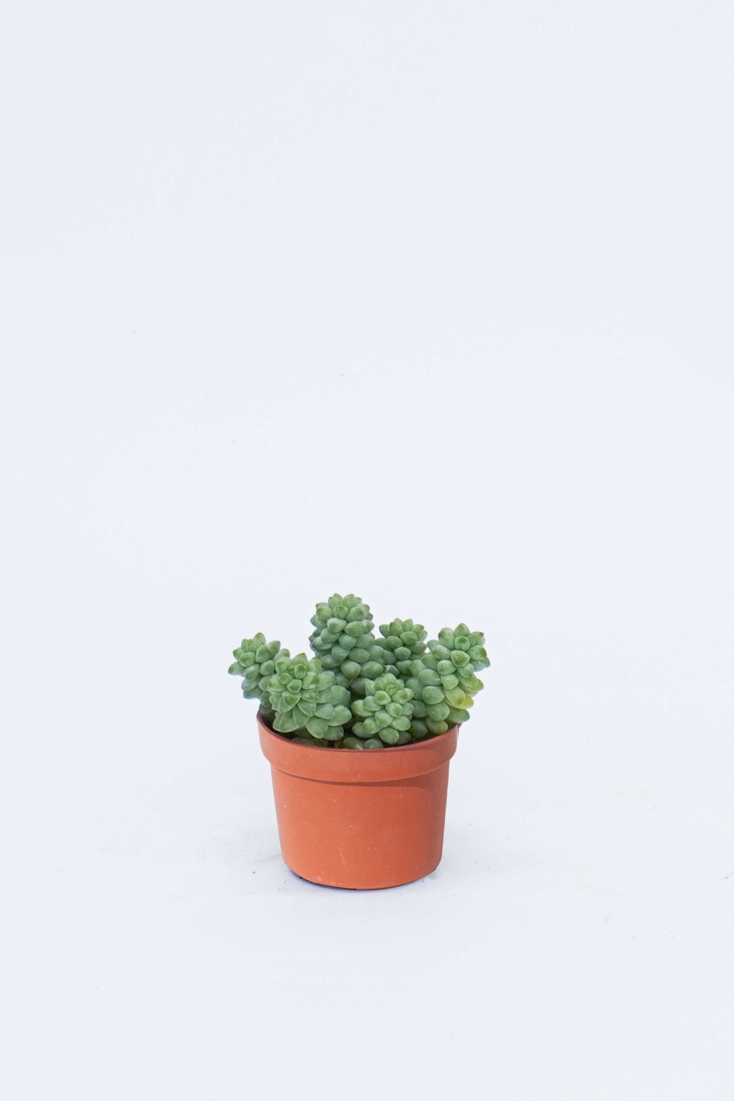 玉提子 Sedum Burrito