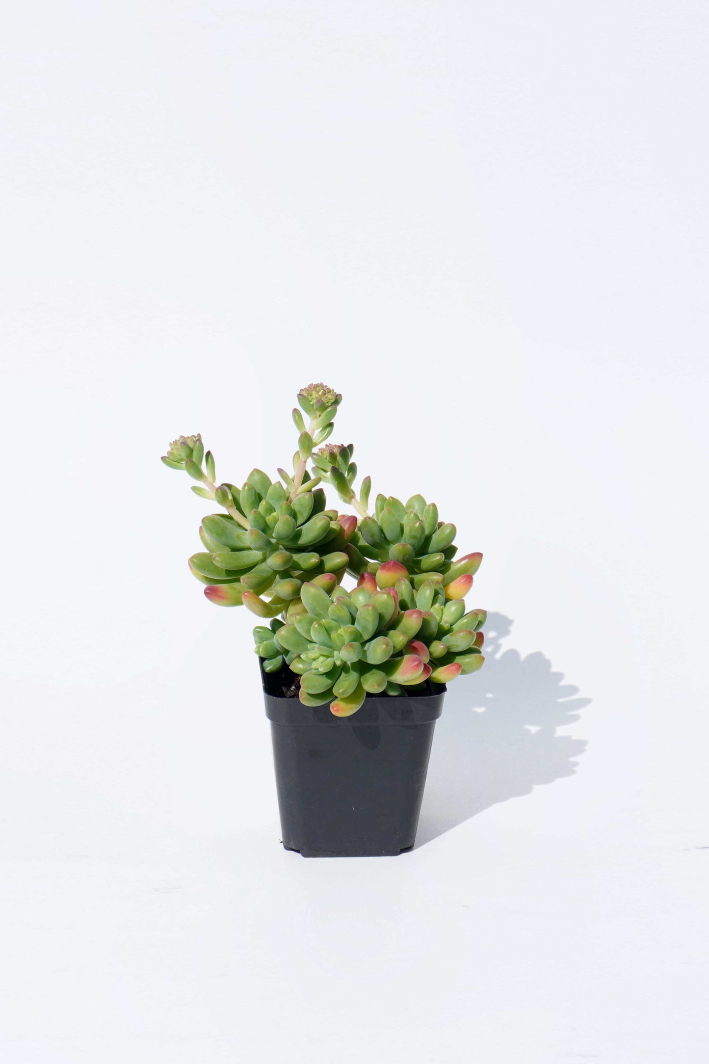 春萌 Sedum Alice Evans