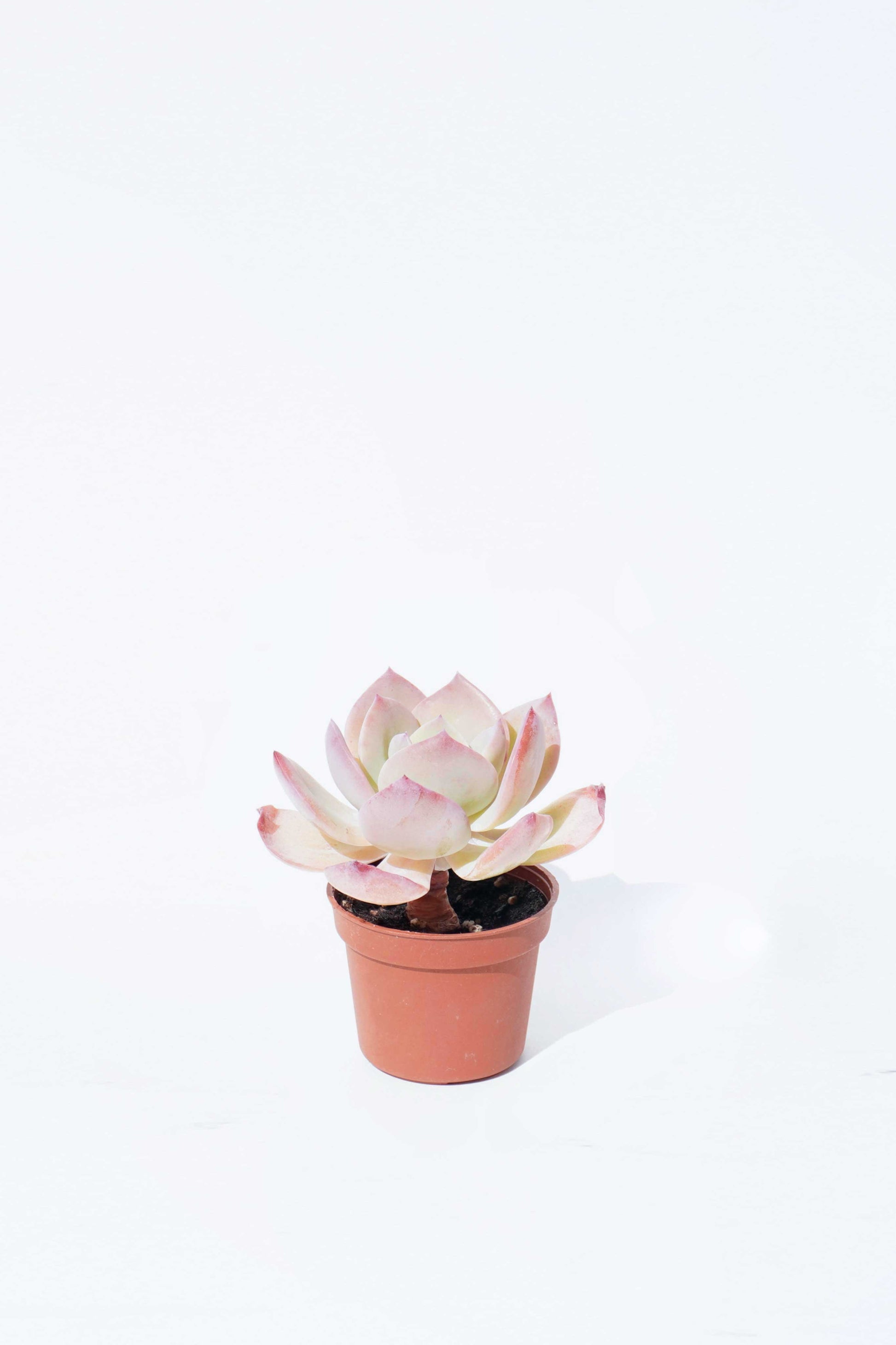 succulent 植物 多肉植物Succulent 白鳳– Wah King Garden Arts Co., Ltd