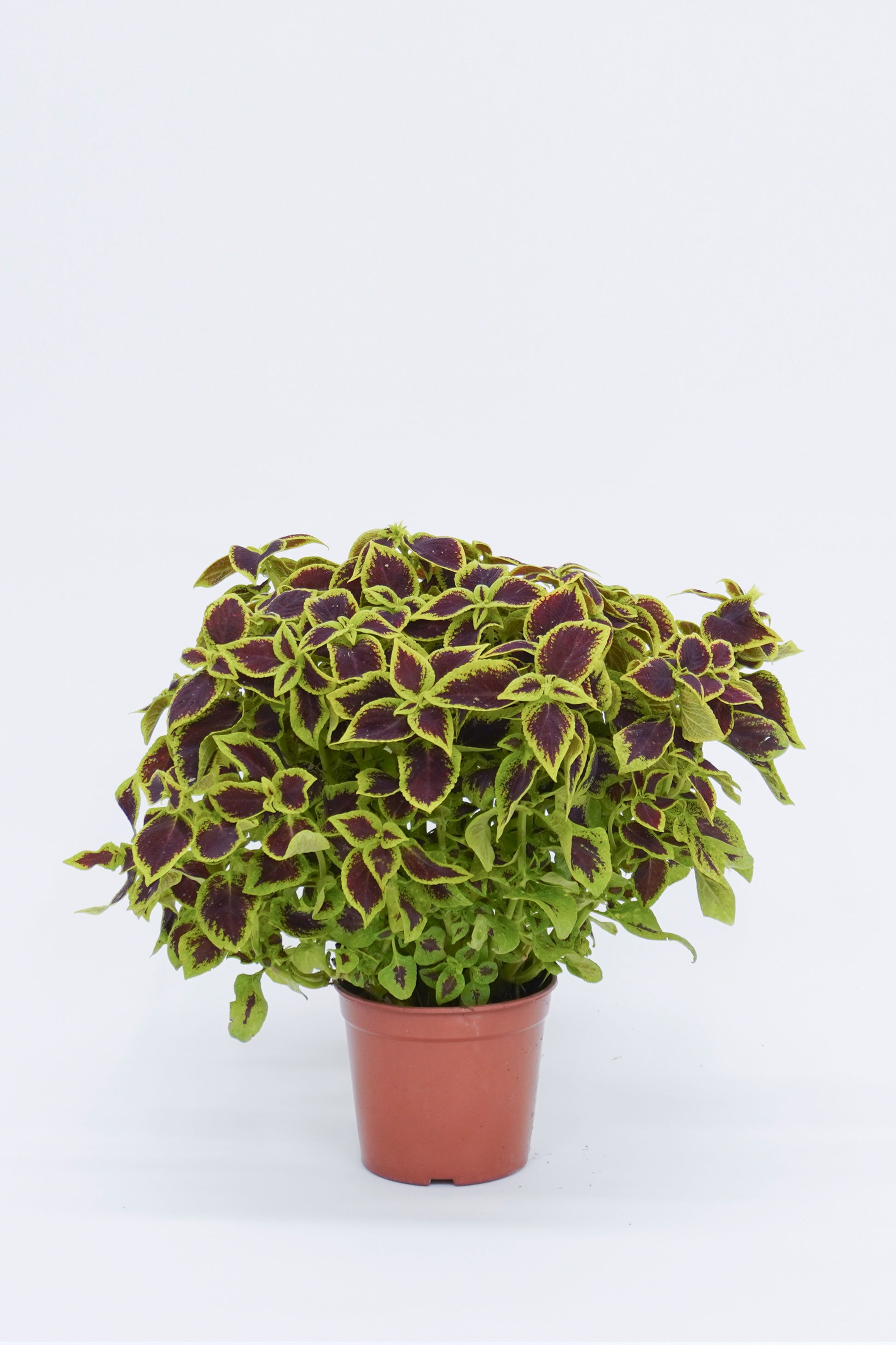 洋紫蘇 Coleus