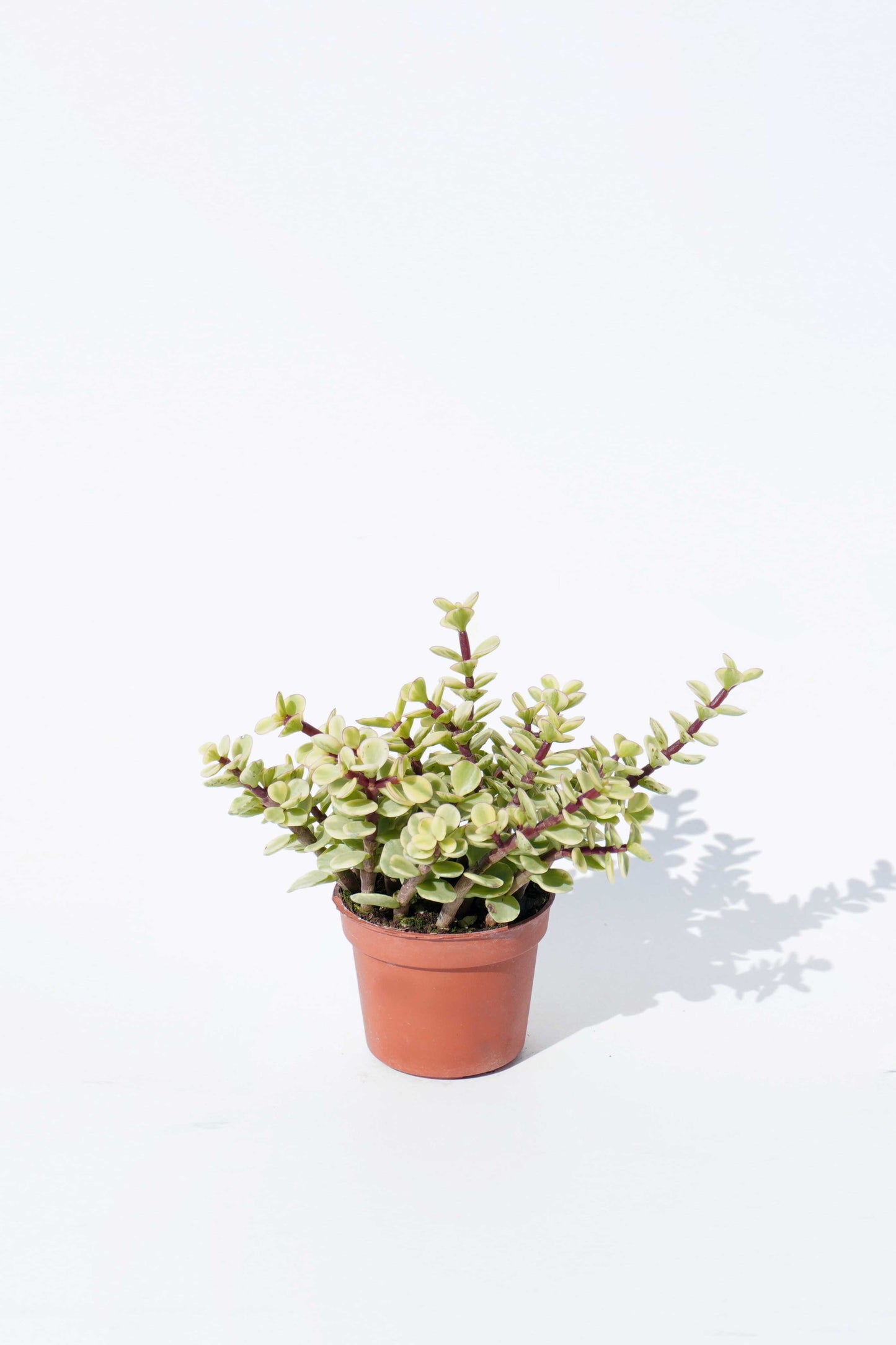 金枝玉葉 Portulacaria Afra Variagated