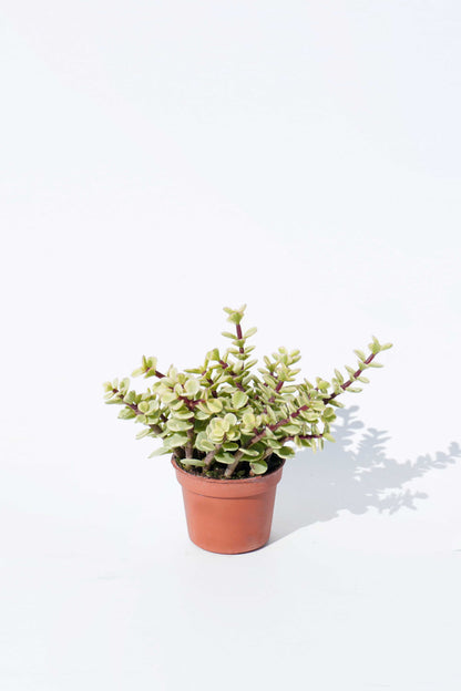 金枝玉葉 Portulacaria Afra Variagated