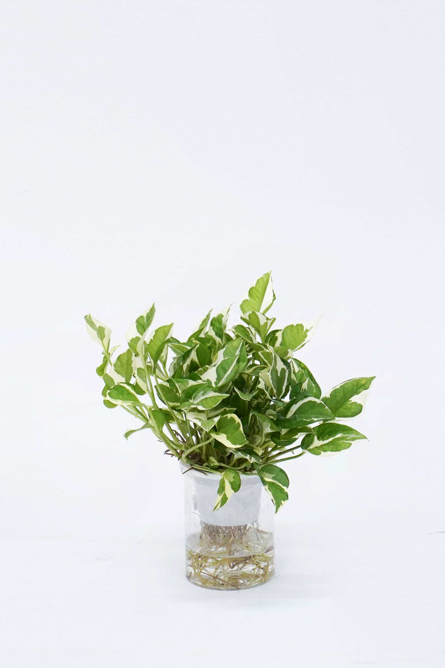 pothos 植物 觀葉植物水培白金葛Pearls and Jade Pothos – Wah King Garden Arts Co., Ltd