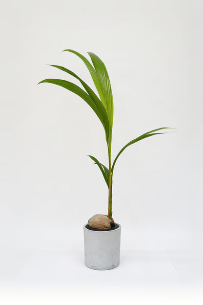 椰子樹 Cocos Nucifera (荷蘭進口)