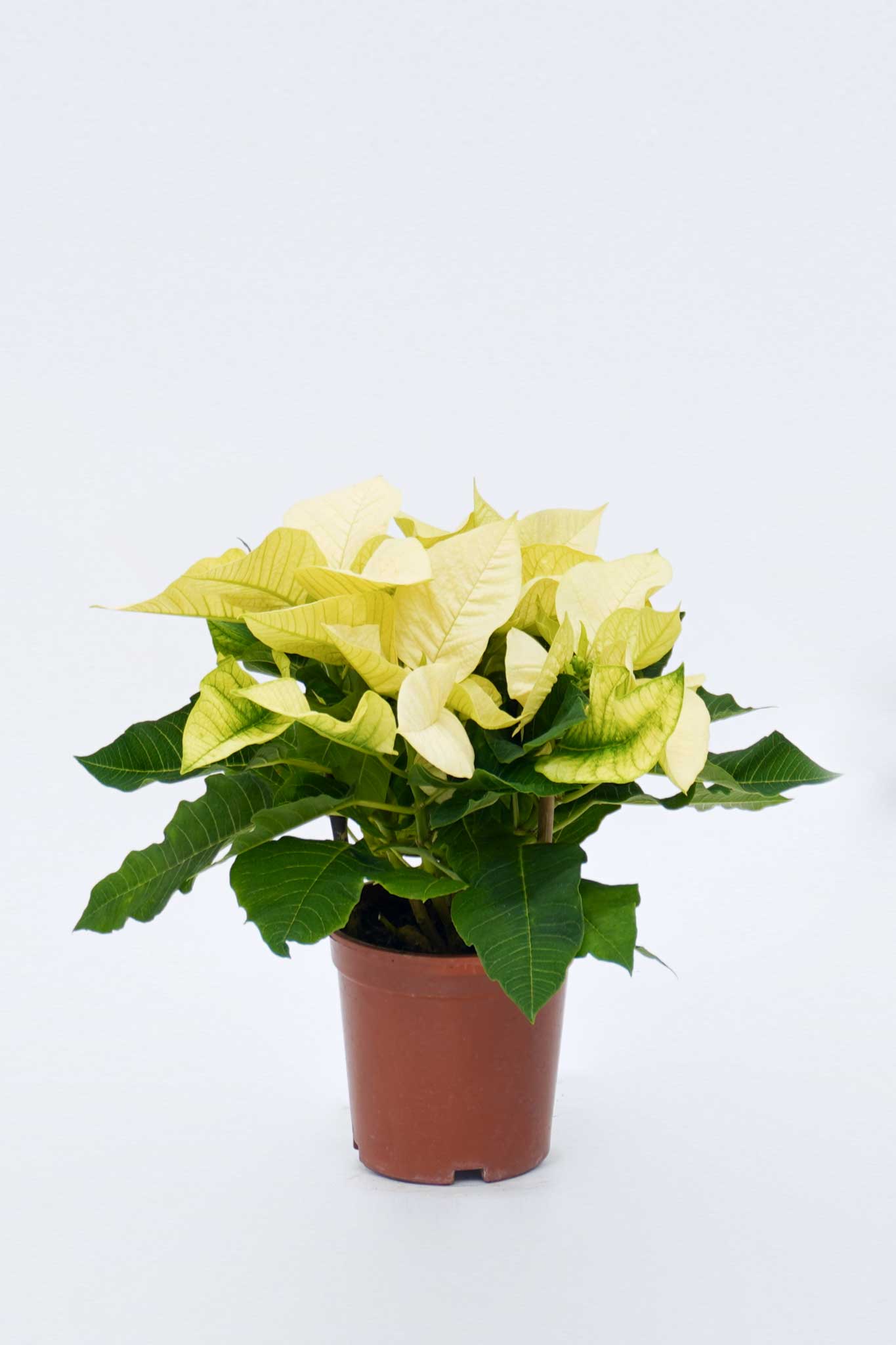 聖誕花 -白色 Euphorbia Pulcherrima -White