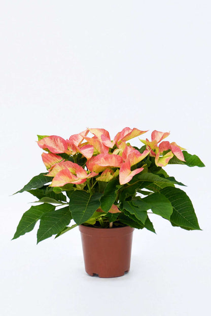 聖誕花 -孖寶色 Euphorbia Pulcherrima -Marble