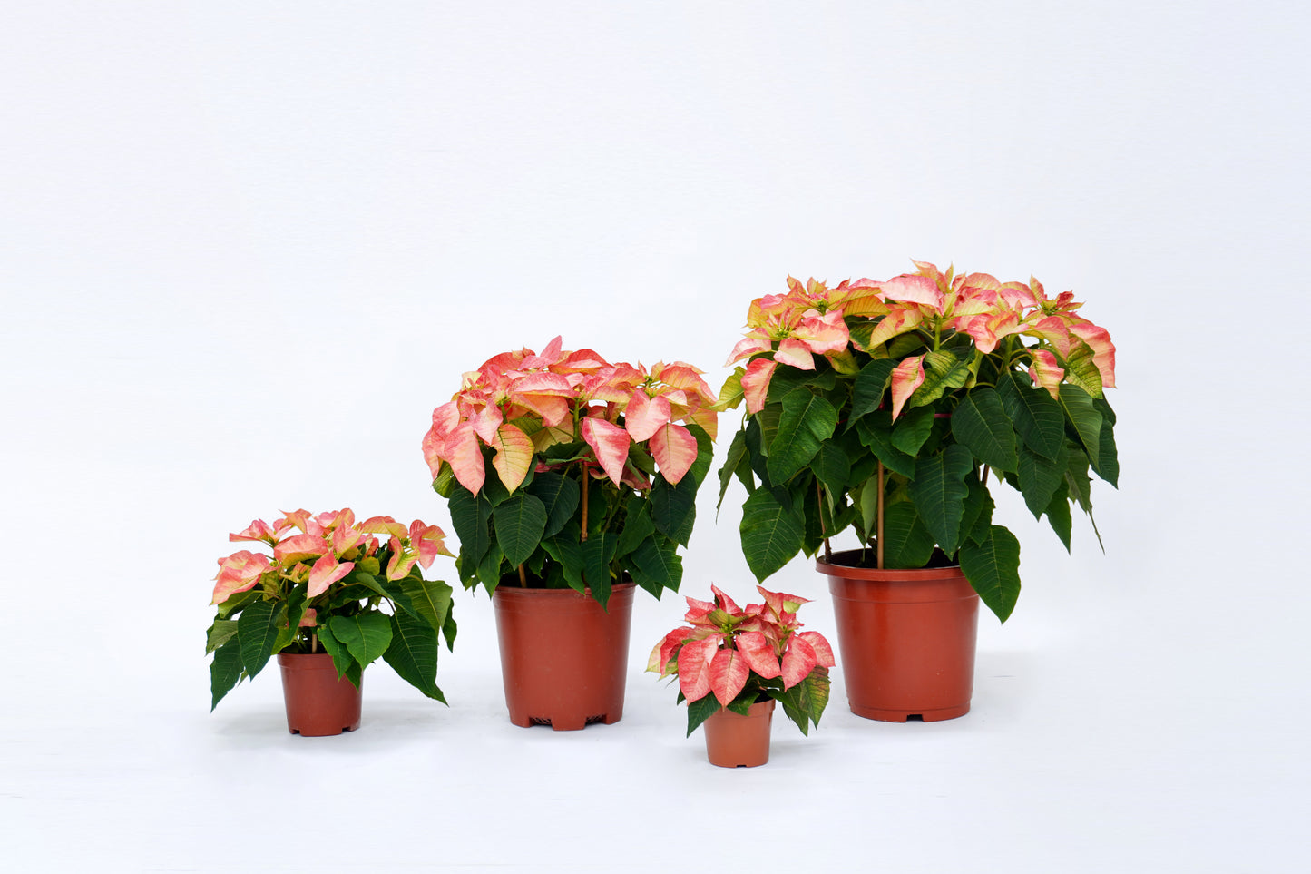 聖誕花 -孖寶色 Euphorbia Pulcherrima -Marble聖誕花 -孖寶色 Euphorbia Pulcherrima -Marble