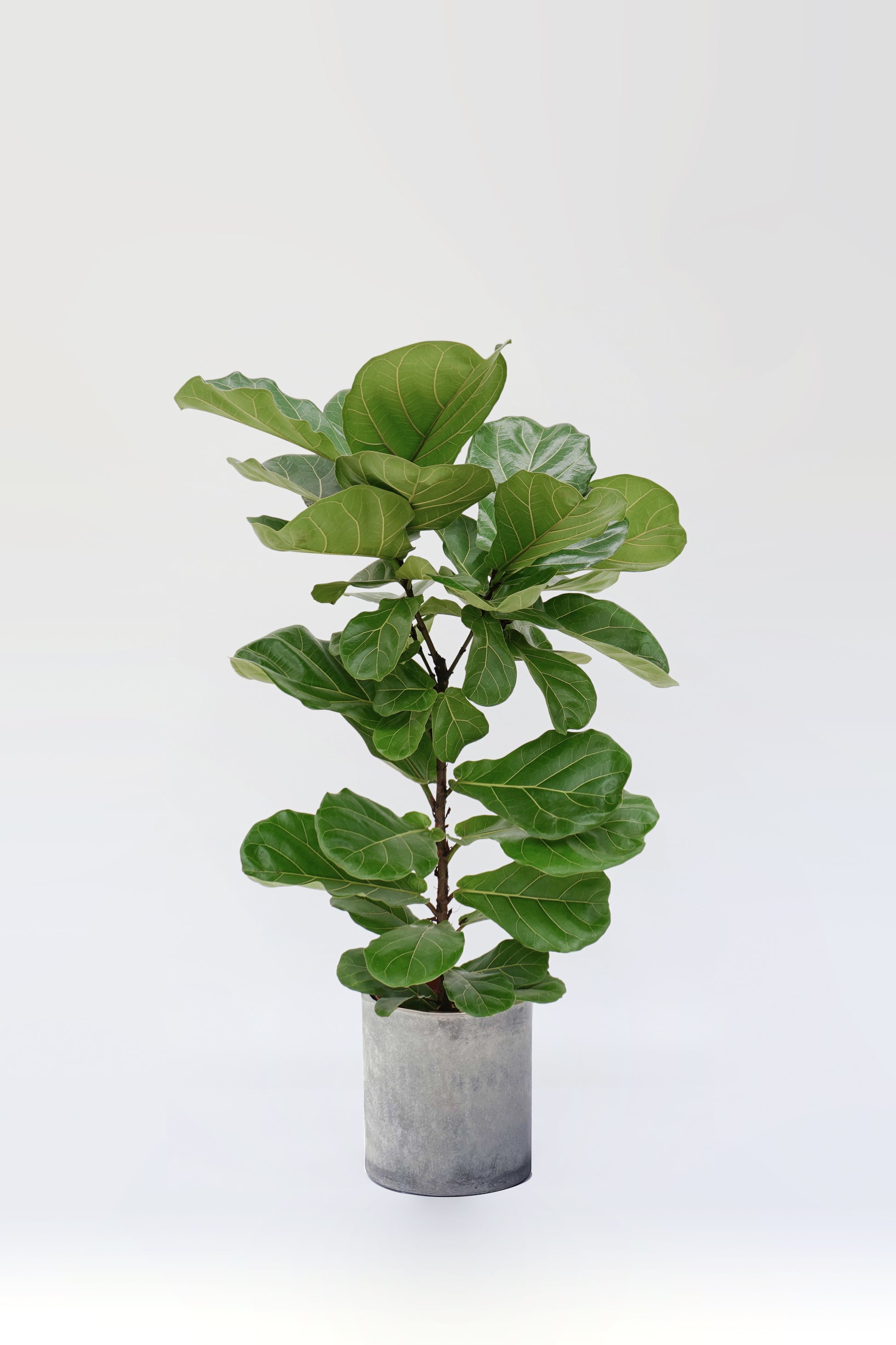 fiddle leaf fig 中文 室內植物琴葉榕多椏Ficus Lyrata – Wah King Garden Arts Co., Ltd