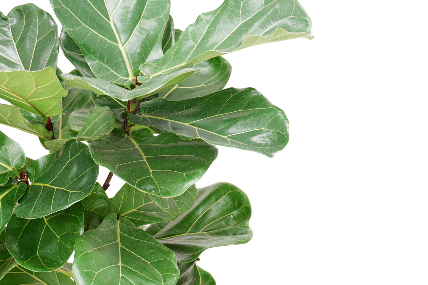 branch_ficus_lyrata