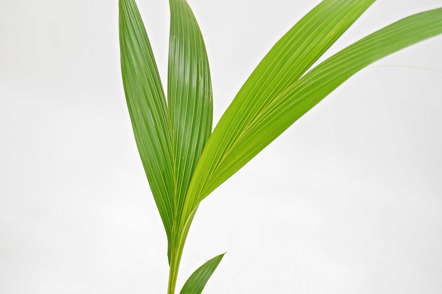 椰子樹 Cocos Nucifera (荷蘭進口)