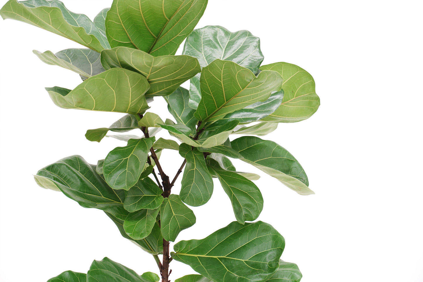 branch_ficus_lyrata