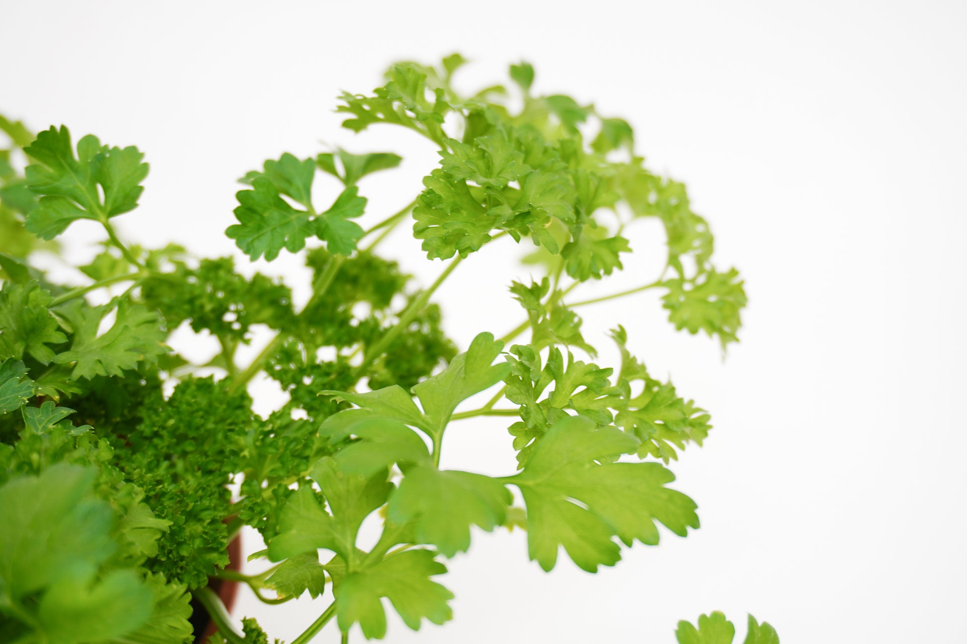 Curley parsley