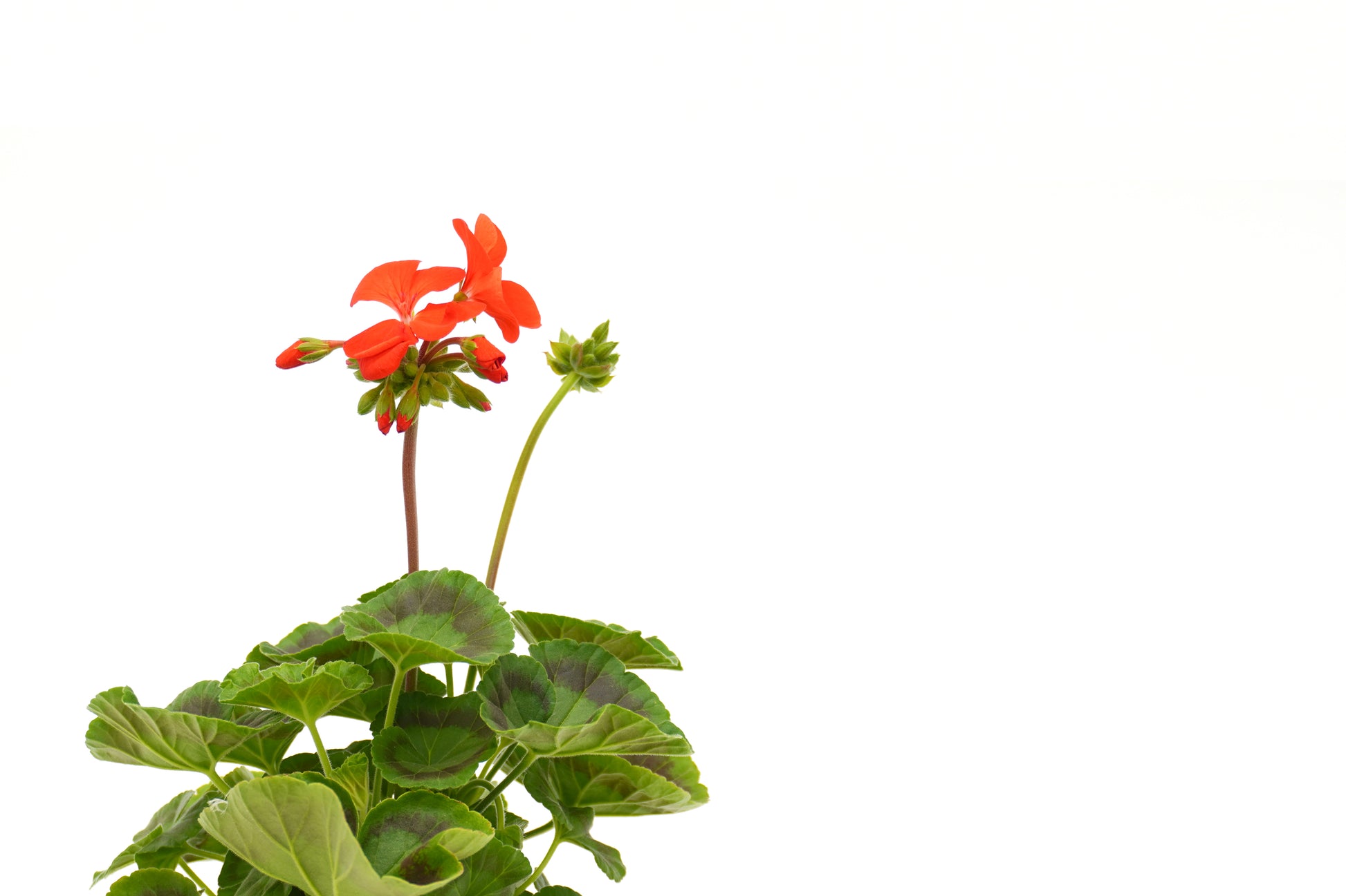 Pelargonium Hortorum