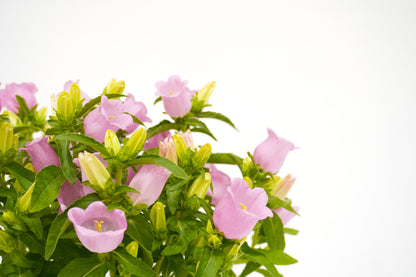 Campanula Medium