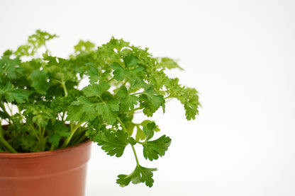 Curley parsley