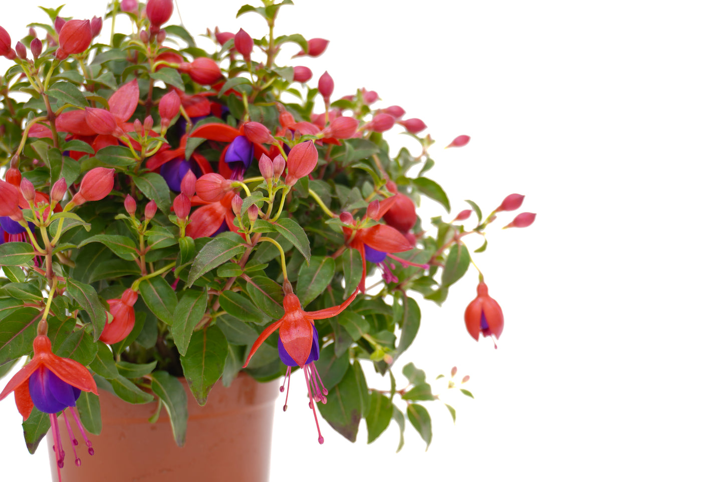 Fuchsia Hybrida