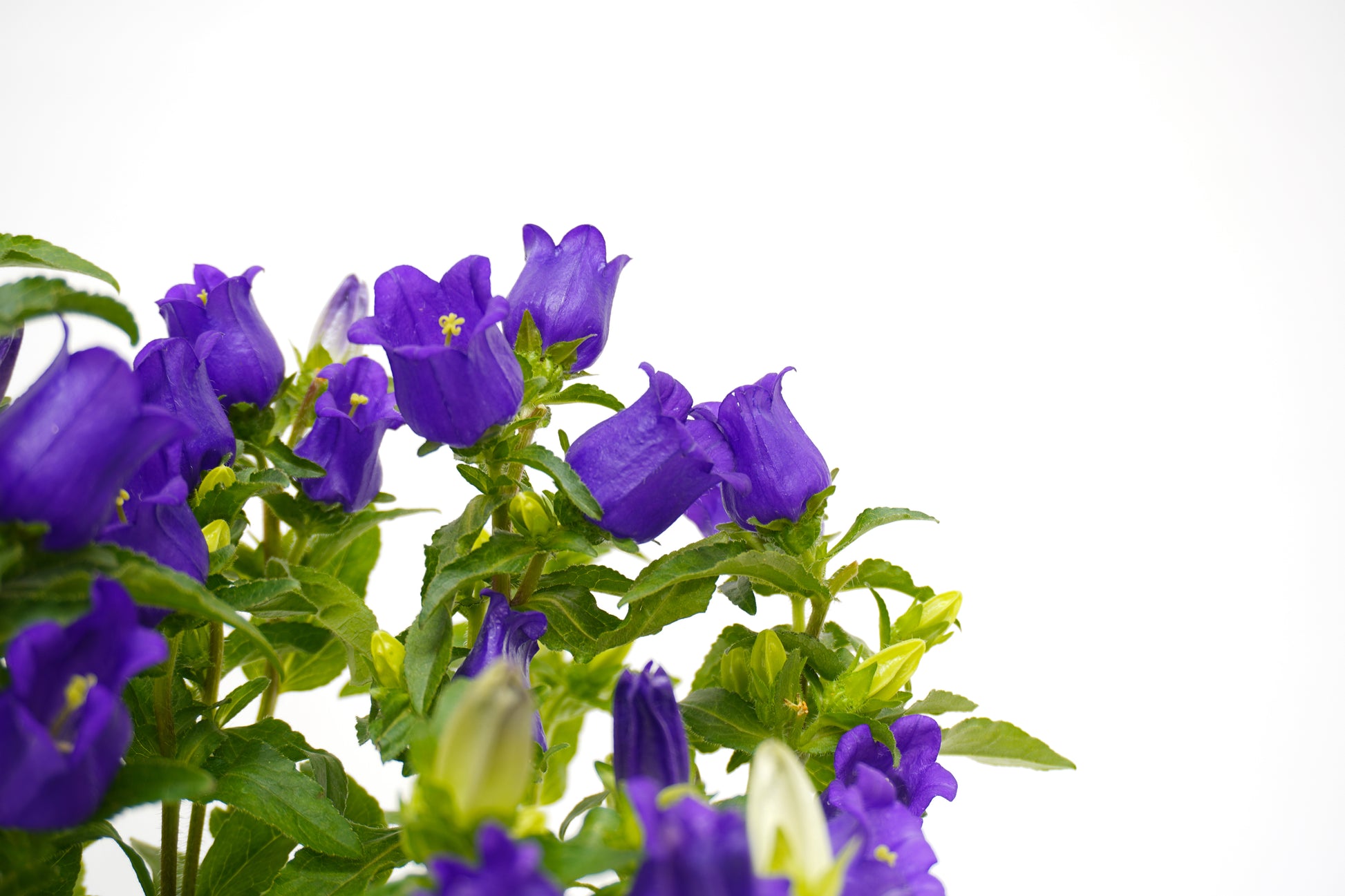 Campanula Medium