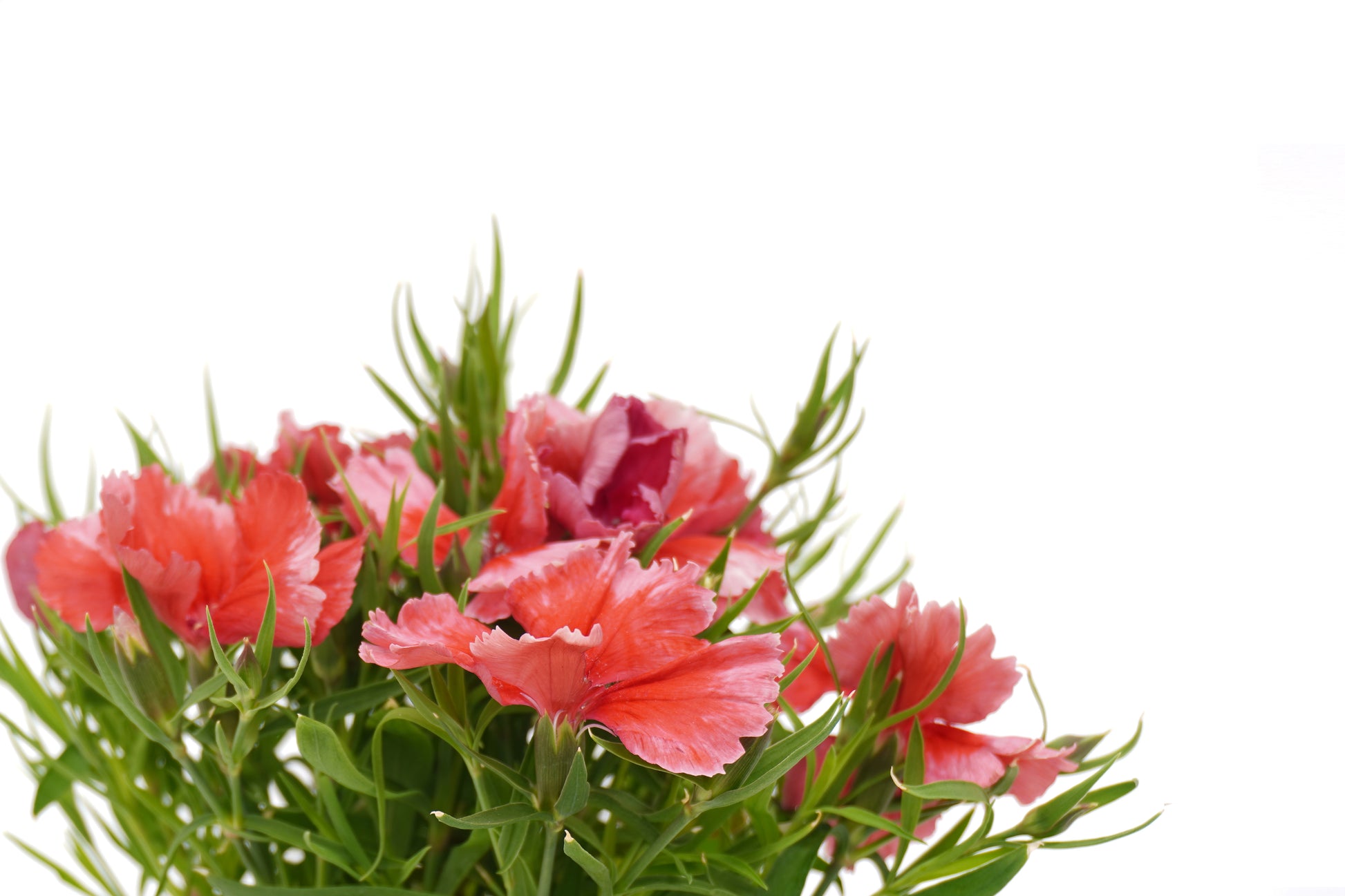 ‎Dianthus Chinensis_Red