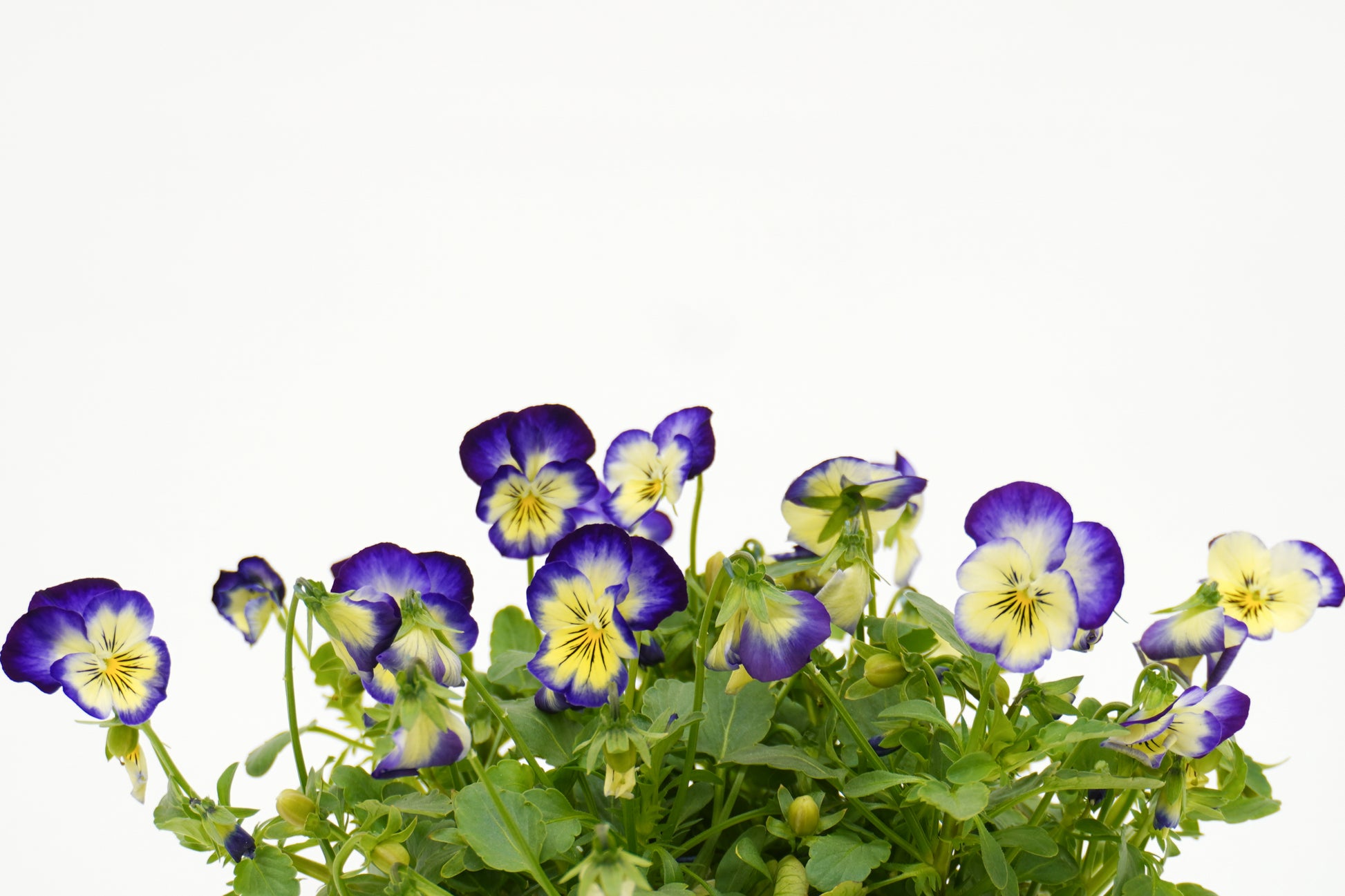 Viola Tricolor