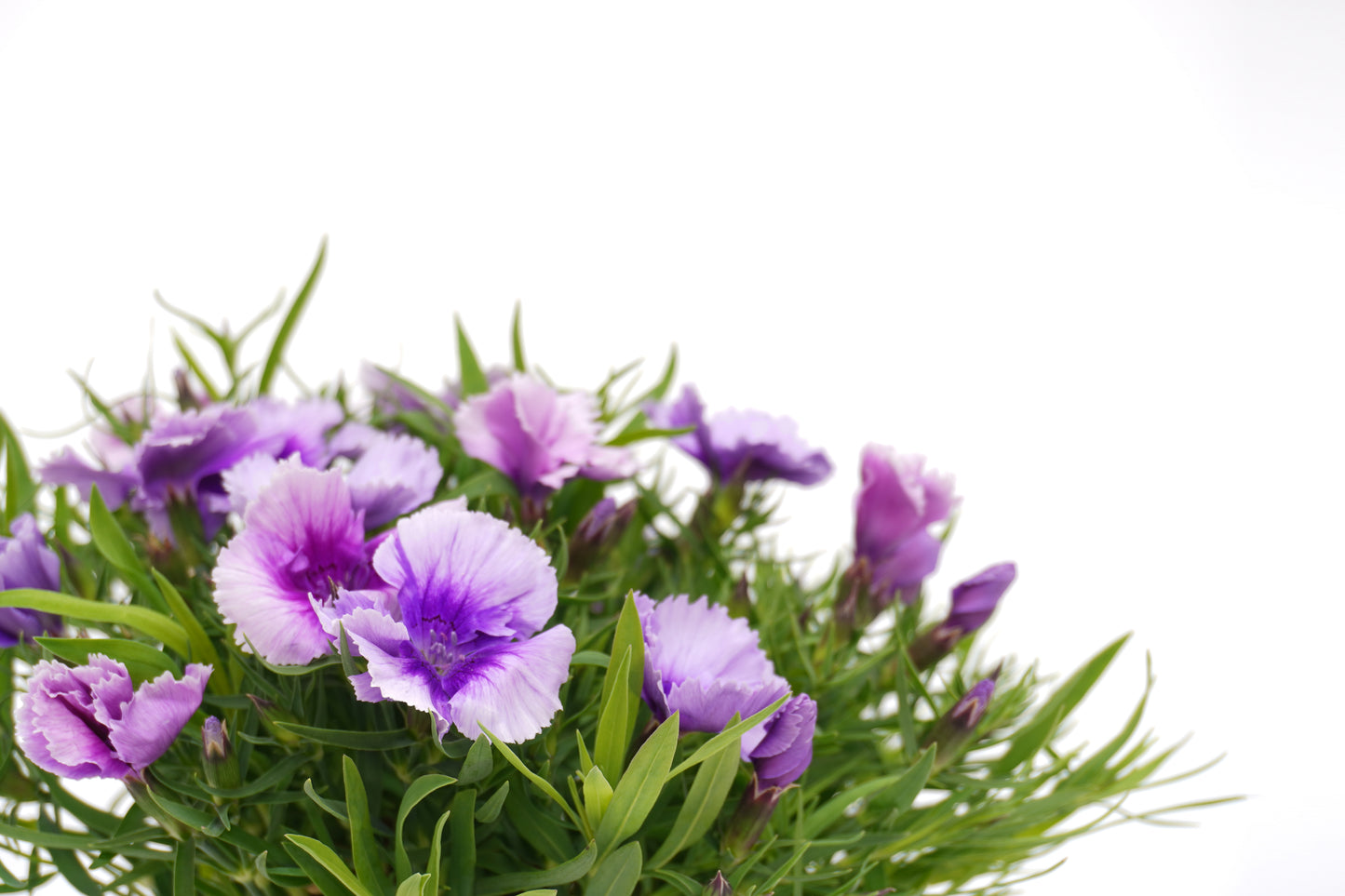 ‎Dianthus Chinensis_Purple