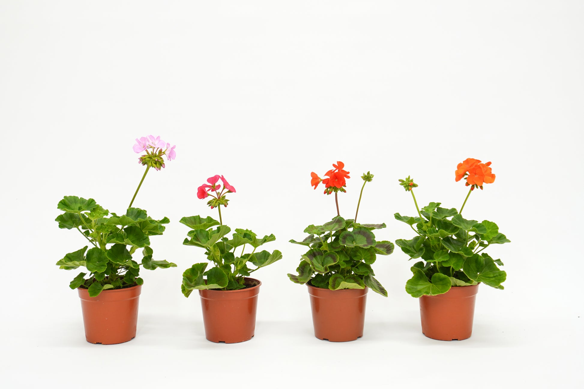 Pelargonium Hortorum
